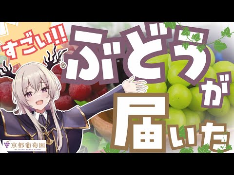 【食レポPR配信】すごい葡萄がきた！【京都葡萄園】