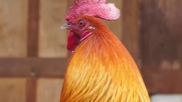 Los saib Qaib dib tuaj ceev 2019