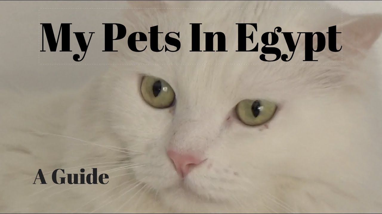My Pets In Egypt A Guide YouTube