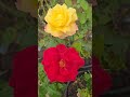 Red / Yellow Flowers from Sanjovictorygarden