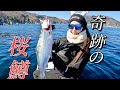 【奇跡】サップからサクラマスを釣り上げました。
