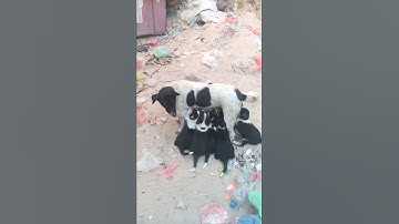 قسورة وجرائها