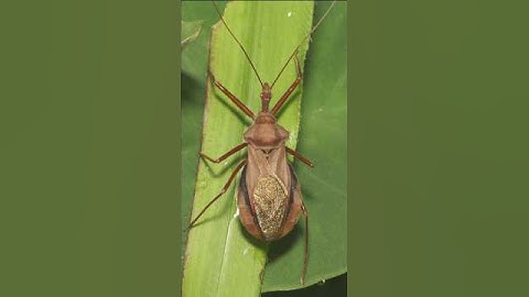 Assassin Bugs | Deadliest Animals on Earth that look completely harmless #shorts #reels