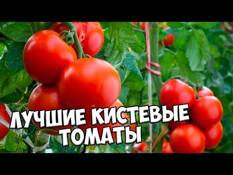 Томат Кистевой Удар Отзывы Фото