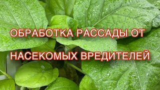 Обработка рассады баклажанов от насекомых