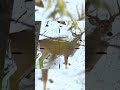 hunting whitetail deer at close range with bow #bucks #archery #bowhunting #whitetailhunting #bow