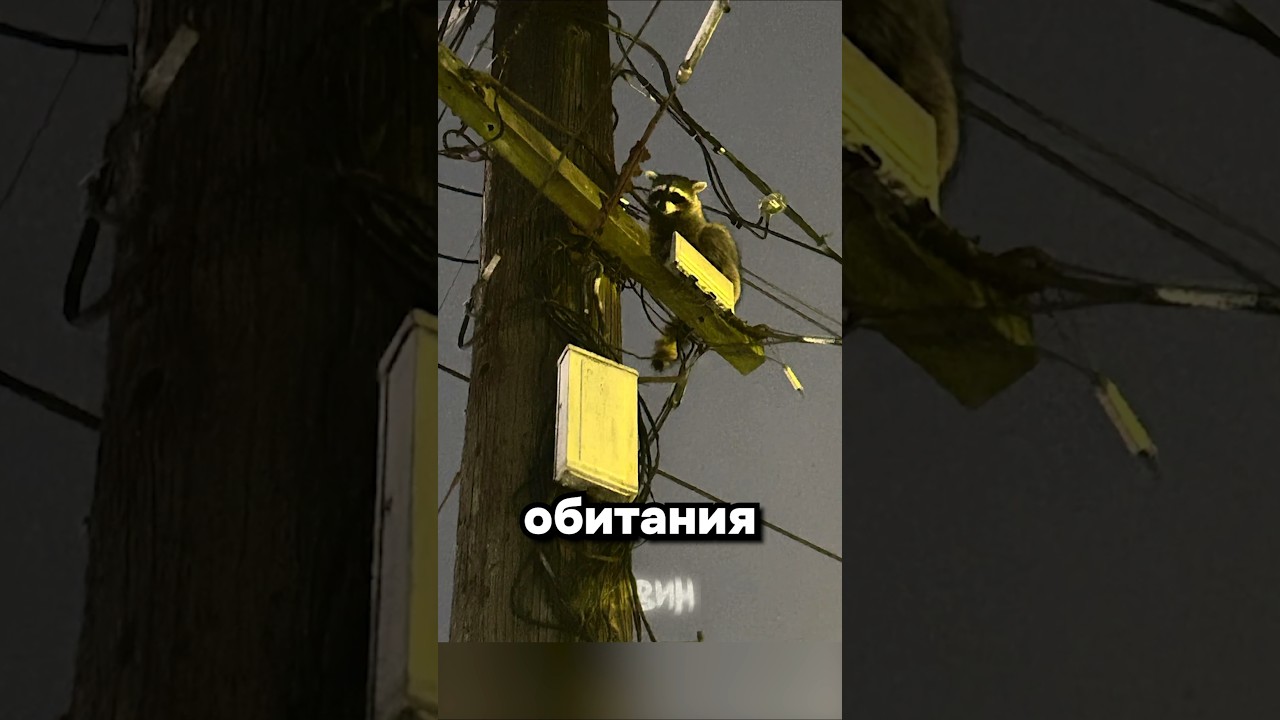 Что вы нам сделаете, мы на столбе