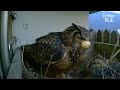 Mother Owl Loses One Egg And Abandons Her Other Egg… (Part 2) | Kritter Klub