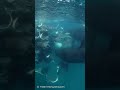 🐼圧巻！シャチたちのエイ大群狩り！🌈