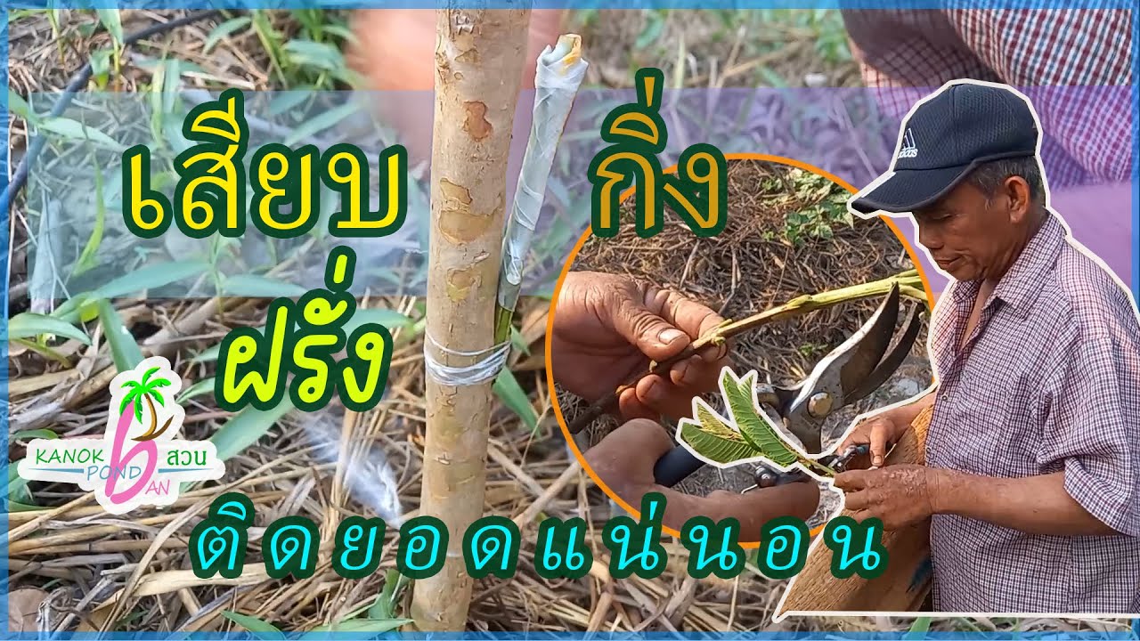 วิธีเสียบยอดฝรั่งให้ติดยอดดีง่ายๆ