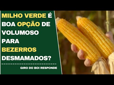 MILHO VERDE É BOA OPÇÃO DE VOLUMOSO PARA BEZERROS DESMAMADOS?