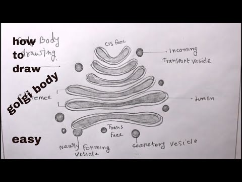 How TO Draw golgi body step by step easy/golgi body drawing