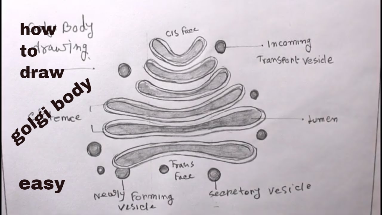 Featured image of post Golgi Apparatus Drawing All the best golgi apparatus drawing 40 collected on this page