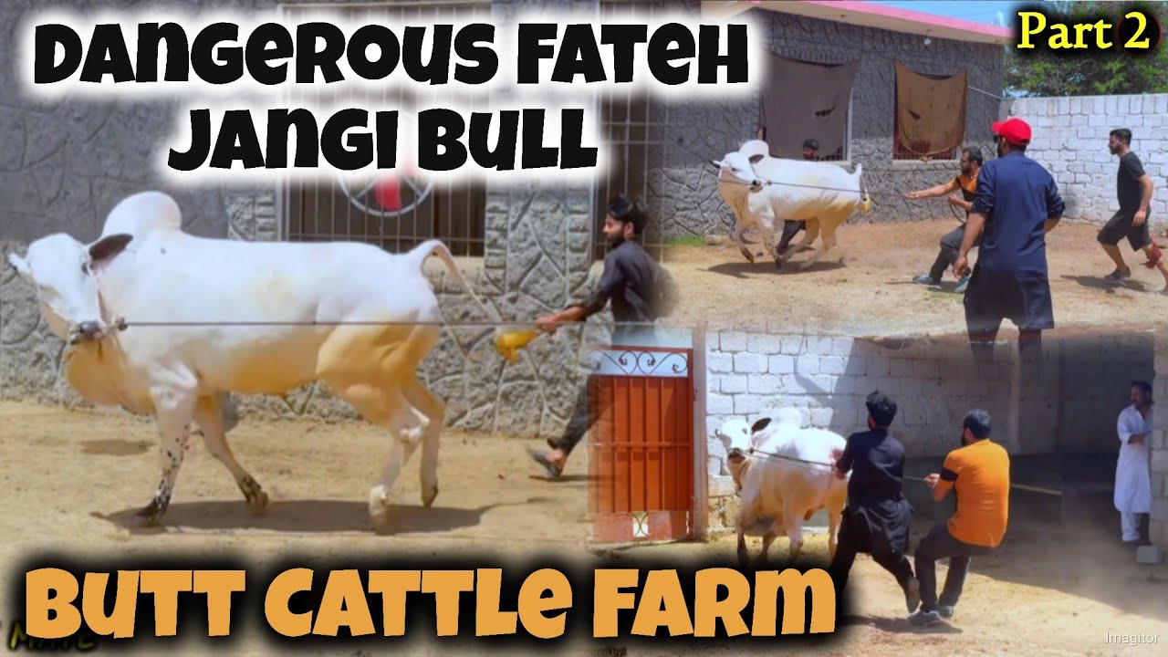 Butt Cattle Farm Part 2 Dangerous Fateh Jangi Bulls 2024 Bull For butt-cattle-farm-part-2-dangerous-fateh-jangi-bulls-2024-bull-for