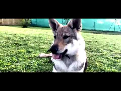 éducation Chiot Socialisation Chien Loup Tchécoslovaque Lacademie Des Chiens 2018