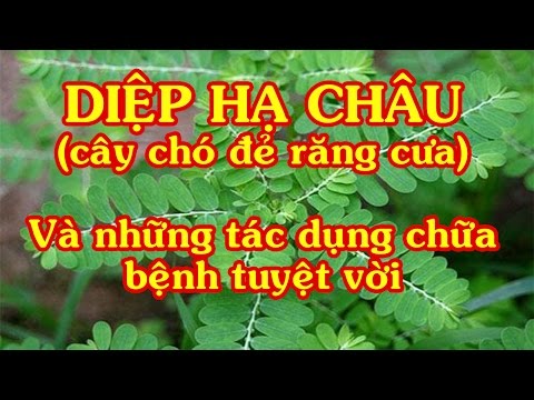 Video Diệp hạ châu- cây thuốc nam giúp giải độc gan hiệu quả - youtube