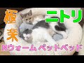 【ニトリ】Nウォーム ペットベッドで猫ちゃん極楽┃マンチカン┃スコティッシュフォールド