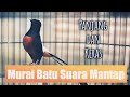 Murai batu suara gacor MASTERAN GIRAS   | TEGALSTORY