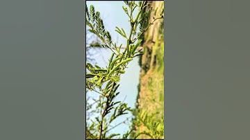 CONFIG GCAM LMC 8.4 R15..👀 #youtubeshorts #viralshort #shrot #shortsvideo #lmc_8_4