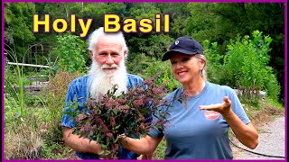 HOLY BASIL (TULSI) - Harvesting the MIRACLE HERB screenshot 5