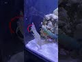 This Creature fire underwater bullet (wave)🫧🦐