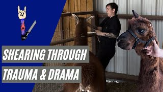 Shearing Through Trauma & Drama