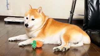 休憩中にボールを投げられると仕事だと思ってスンってなる柴犬