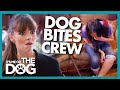 Dog with Over 100 Bites Adds Crew Member to the List! | It's Me or The Dog