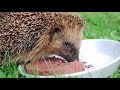 Learn About Hedgehogs!