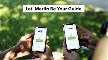 What’s that Bird? Merlin Bird ID Can Tell You