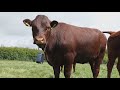 GPS-ошейники для коров тестирут в Великобритании