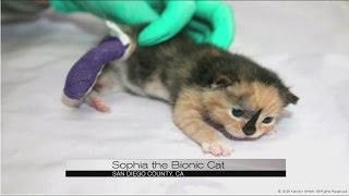 Sophia the bionic cat