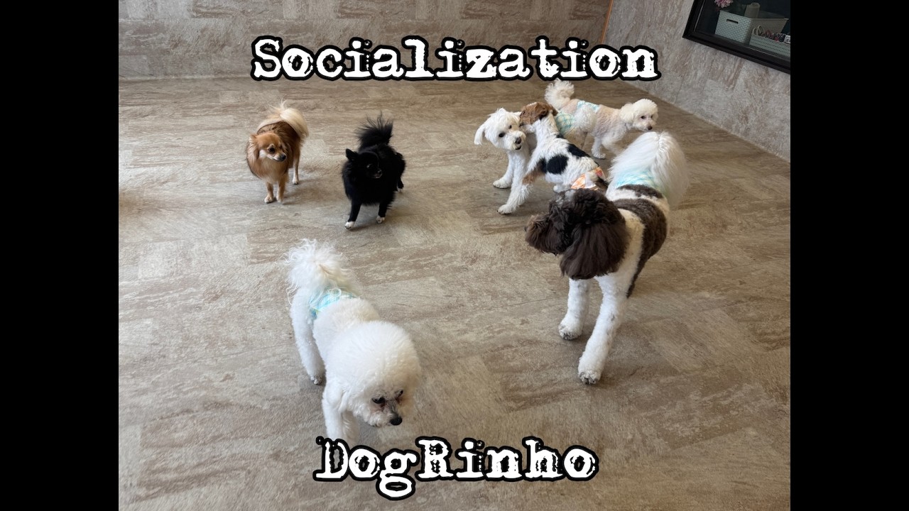 Dog daycare in Japan DogRinho 犬の保育園 20260622 - YouTube