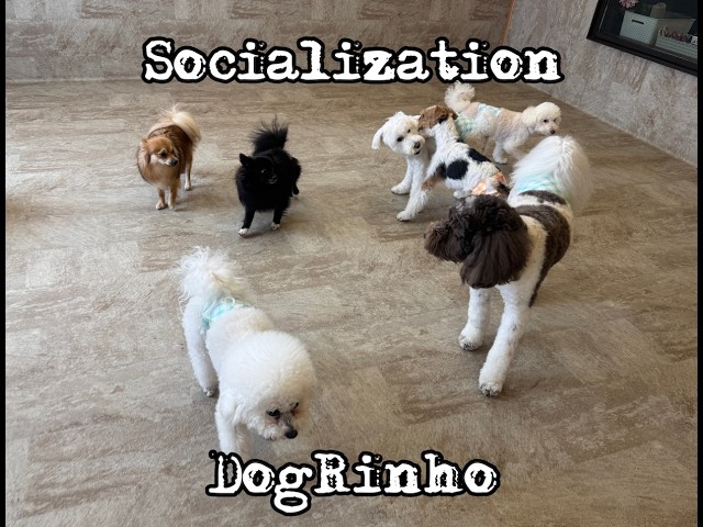 Dog daycare in Japan DogRinho 犬の保育園 20260622 - YouTube
