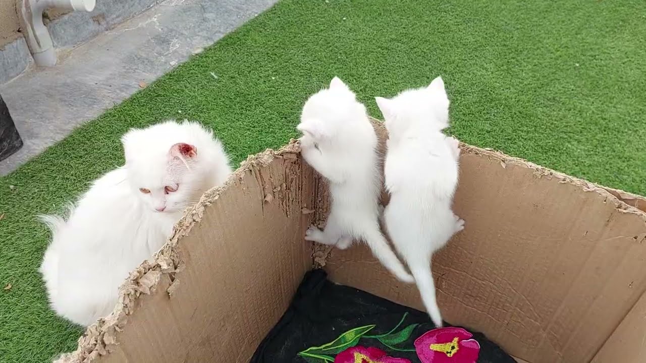 Crazy Kittens Following Mama Everywhere 😹🐾