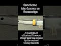 The Most Famous Japanese Sword
