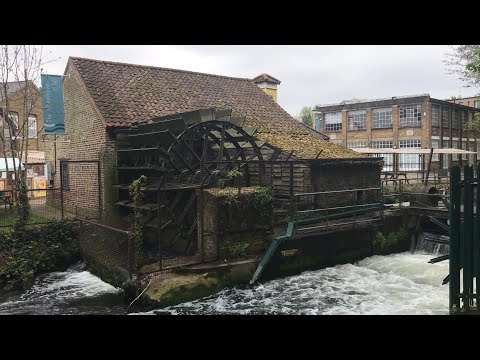 Video: Gdje je riječni ouzel?