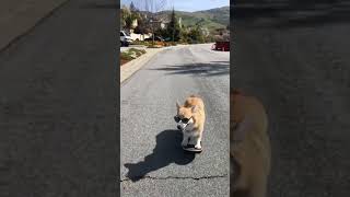 Cool Corgi Skateboarding