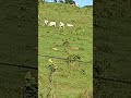 deixe seu comentário, meus amigos obrigado 🙏🙏🙏