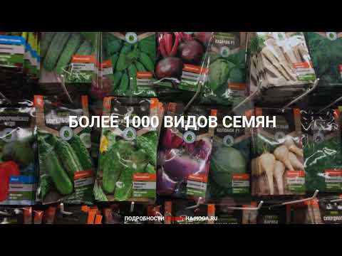 Купить Семена Почтой Рф