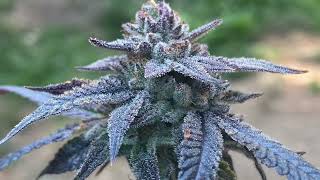 West Coast Croppers - Exotic Genetix BadBetty Harvest Mars Hydro fce3000 TNB Naturals AC Infinity