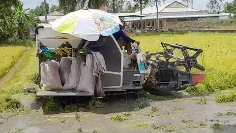 MÁY CẮT LÚA KUBOTA DC 70 CẮT LÚA BỊ NGẬP NƯỚC DO MƯA BÃO máy gặt đập Liên Hợp