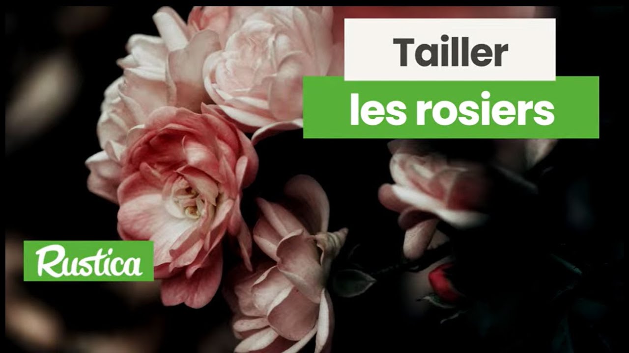 Tailler les rosiers :  grimpant, buisson, tige, bien réussir la taille de vos rosiers