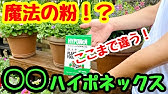 マーガレット 大胆に切り戻し 仕立て直し 植替え 全部やって復活させよう Youtube マーガレット 大胆に切り戻し 仕立て直し 植替え 全部やって復活させよう Youtube