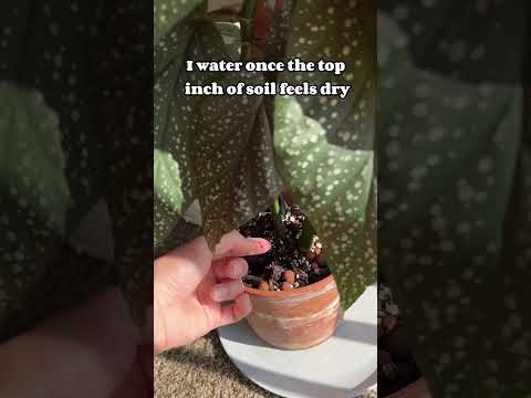 Video: Angel Wing Begonia Flowers - Kasvavat Angel Wing Begonias Indoors