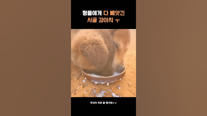 시골강아지