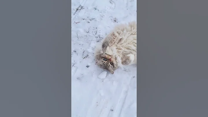 Video 1833481: neva masquerade cat, siberian cat, colorpoint siberian, cat walk, cat snow