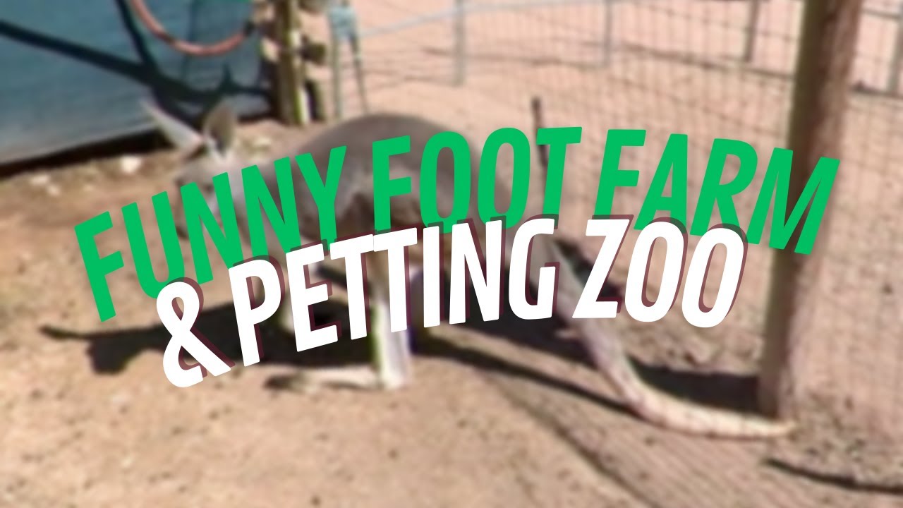 Funny Foot Farm & Petting Zoo YouTube