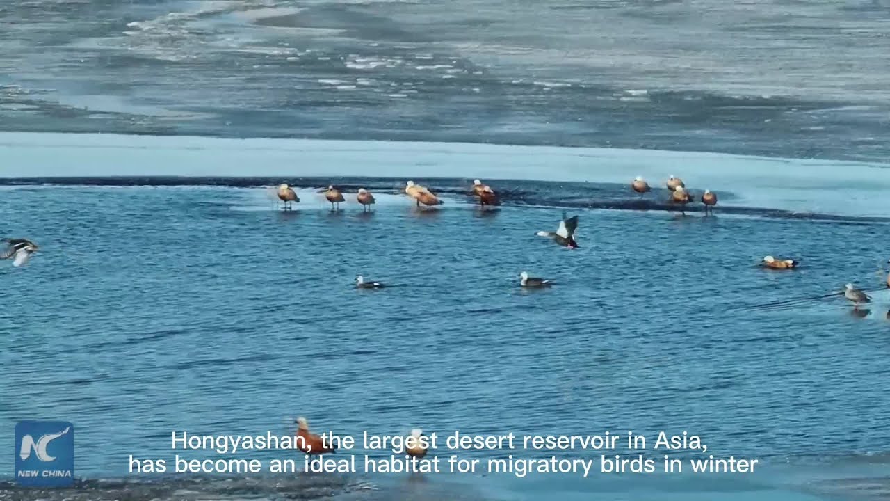 Desert reservoir in NW China: a wintering hotspot for migratory birds