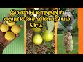 எலுமிச்சை மரத்தில் வின்பதியம் /  Lemon tree airlayering